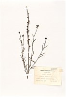 藏品(德州柳穿魚)的圖片